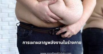 การเผาผลาญพลังงานในร่างกาย