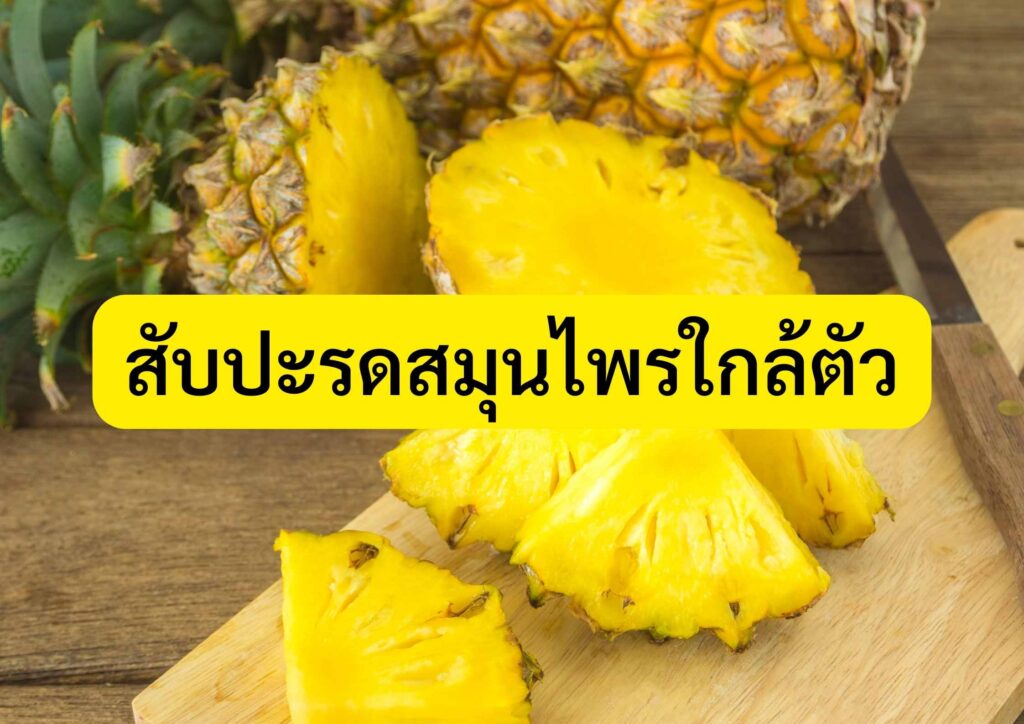 สับปะรดสมุนไพรใกล้ตัว